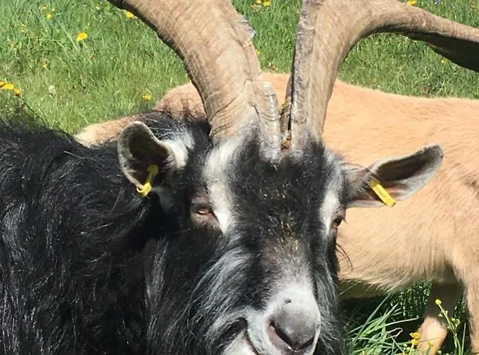 Baumhaus Auf Dem Kellerberg Casa vacanze *